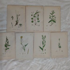 Vintage 1870 Botanical Prints Collectible